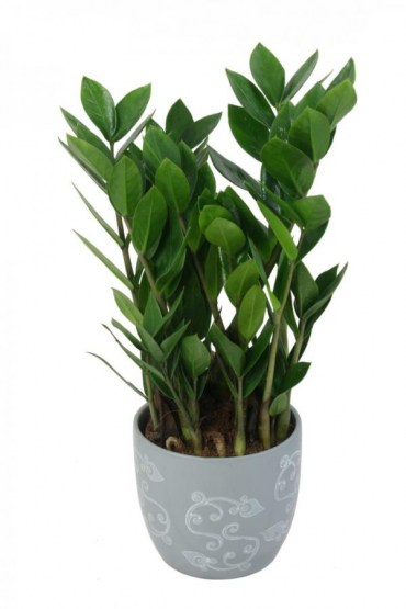 Zamia zamiokulas 1